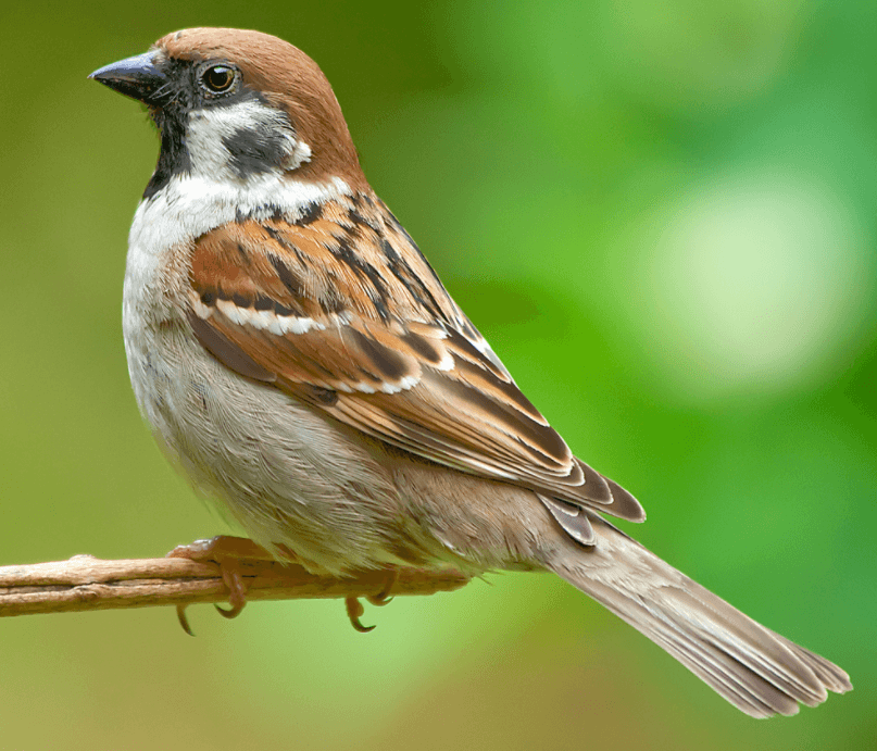 Решение рисунок 4