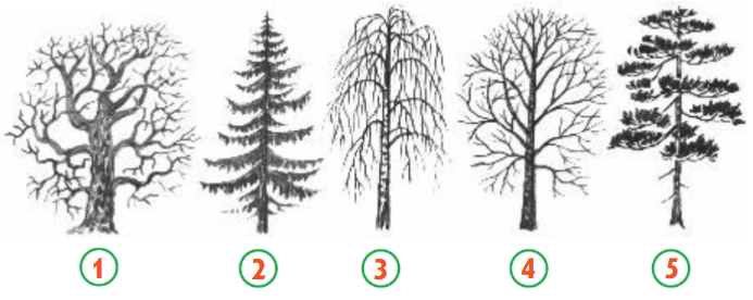 Задание рисунок 1