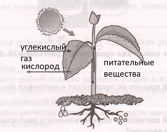 Решение рисунок 1